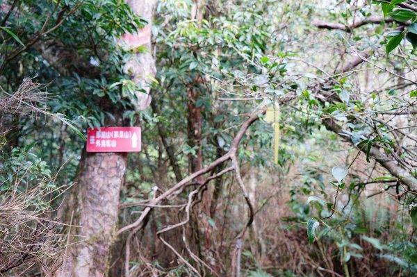 新竹關西鎮 水田林道之貴妃&那結山連走1539720