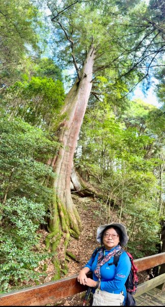 觀霧-檜山巨木群步道2925562