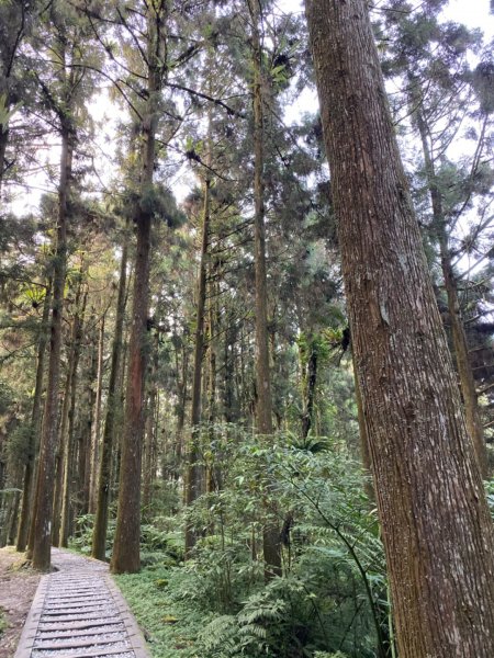 20191109貓仔們之溪頭森林步道探索757203