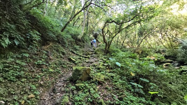 【淡蘭古道中路】崩山坑古道全段＆虎豹潭野餐2572651