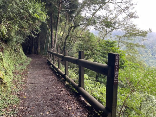 檜山巨木森林步道2224150