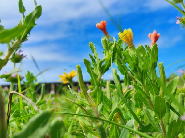 福隆舊草嶺環狀線單車行2818097