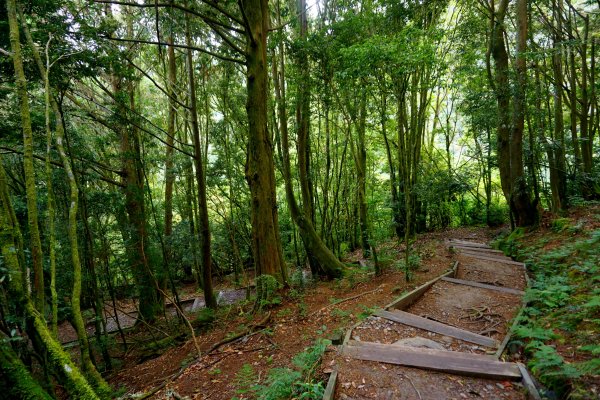 檜山巨木森林步道481572