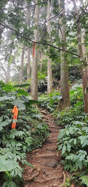 2023-03-18向天湖山步道2076650