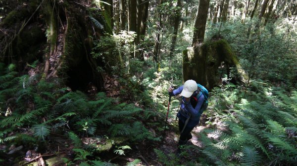 三星山登山健行趣(小百岳85號)1800696