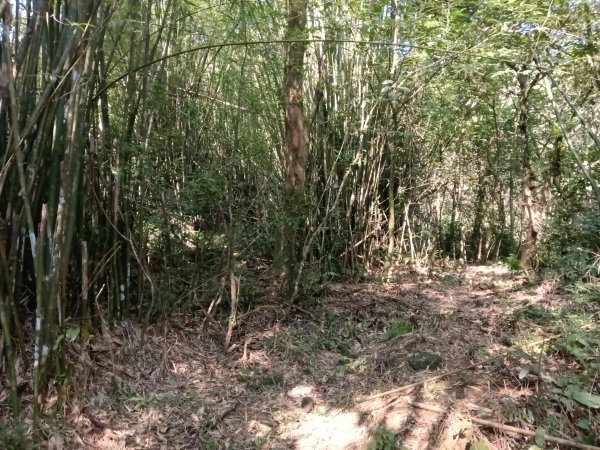 坪林區楣子寮尖+土地公遺址+火燒寮古道+枋山坑古道+枋山坑崙O型2985596