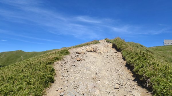 合歡山北峰 小溪營地 鷹角石 合歡北峰名樹2903406