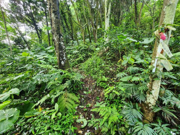 20250427大山背山田寮山毬子山騎龍山2933648