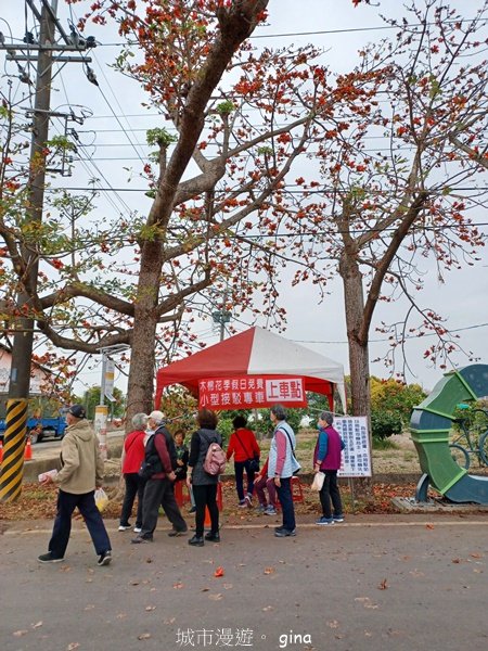 【台南白河】一期一會。2024白河林初埤木棉花季2452183