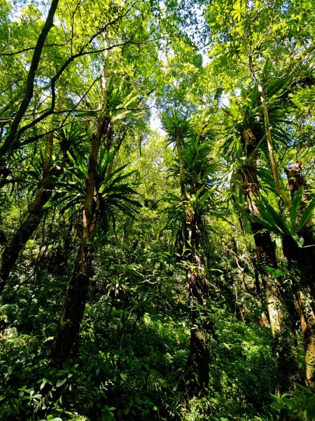 中坑古道(淡蘭中路)-新北市雙溪區2886248