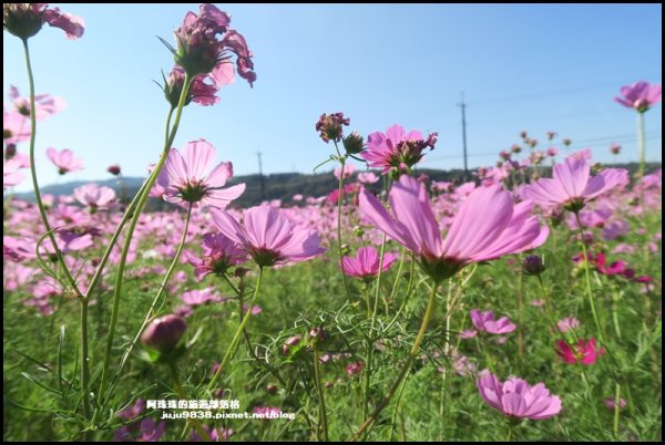 2020桃園花彩節楊梅場1148096