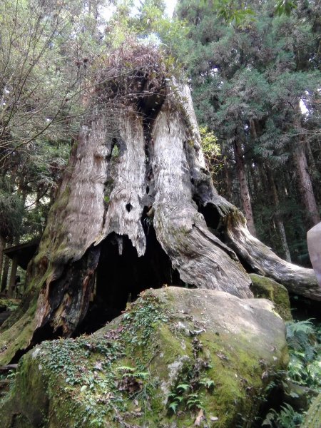 季節限定旅人的夢幻體驗 〜 杉林溪467381