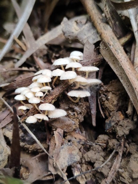 苗栗獅潭鳴鳳古道2929614