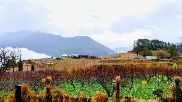 《青玉案・福壽山櫻》2712377