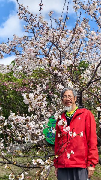 #中山樓 #陽明公園 #十八份 #吉野櫻 #墨染櫻 #青斑蝶 #青帶鳳蝶 #大紅蛺蝶 3/143014894