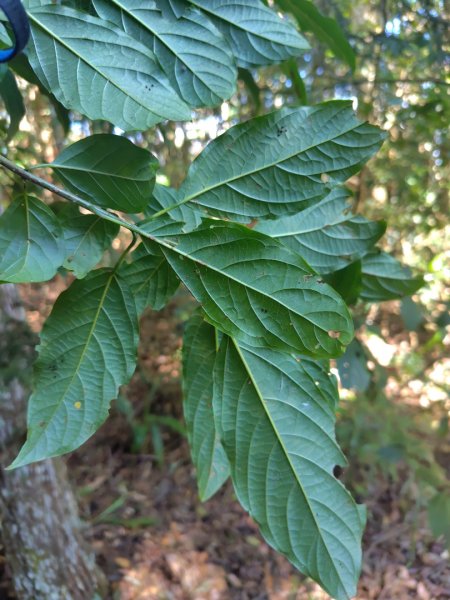 關頭山 舊武界越山 巴蘭山2892119