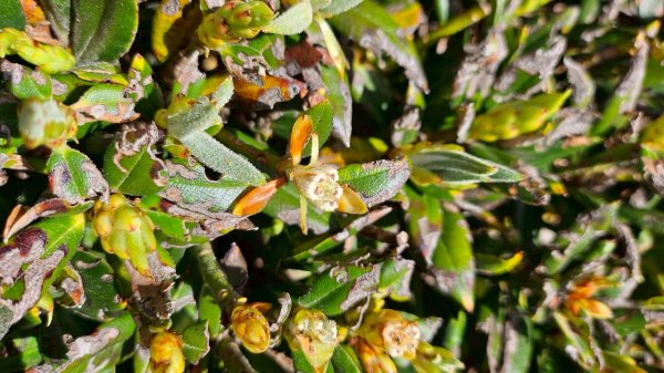 20250620南橫三山塔關山2816719