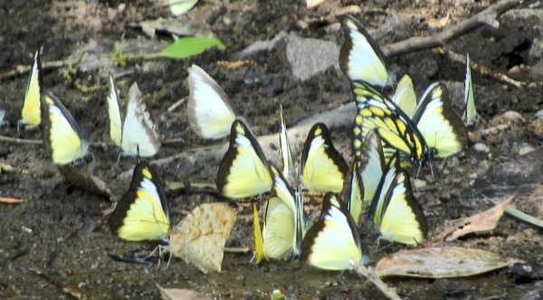 雲山水花鳥蝶-天龍國阿伯的日常6/21&22燕巢親子餵食秀2190483