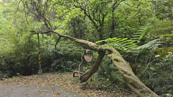 開箱猴崁古道，陽明山秘境，全新完工草山觀瀑吊橋2766378