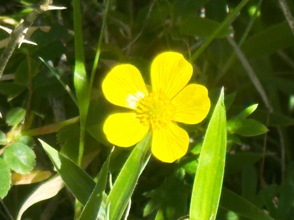 合歡北峰 盛夏之美2544938