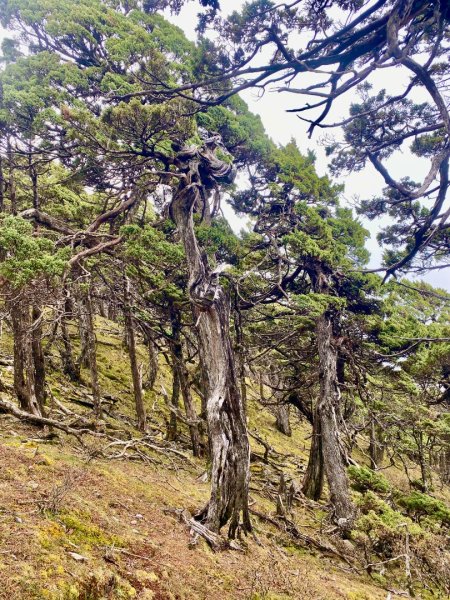 啟動高山度假模式~金牌三小隊之馬博橫斷8日2964942