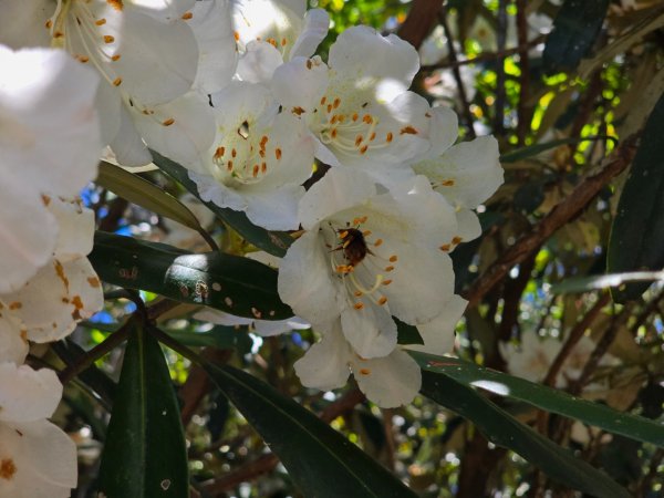 鳶嘴山杜鵑盛開2770226