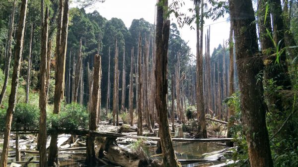 金柑樹山&忘憂森林步道20171023193195