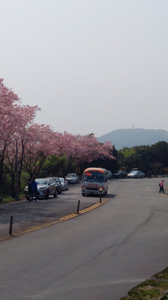 20220304 登七星土徑、倘佯七星公園、寧靜夢幻湖、尋覓櫻花與公車的邂逅