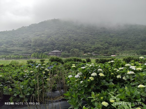 【臺北大縱走 3】小油坑遊客服務站、【臺北大縱走 2】頂湖海芋步道2499597