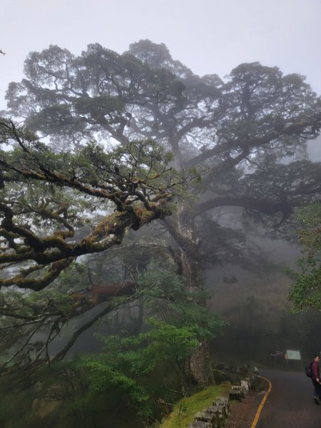 20260301鹿林山麟趾山3013004