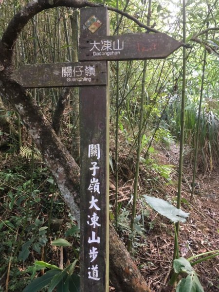 20181026-大凍山初登444945