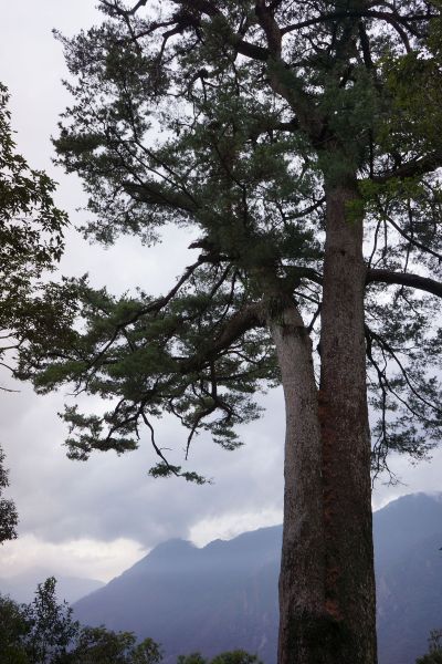 馬崙山露營趣282551