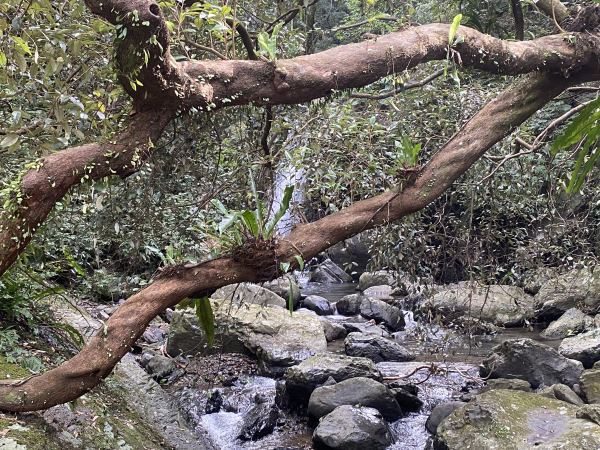 《探訪熊空秘境 2｜新北三峽雲心 × 森山瀑布 一柔一剛的雙瀑饗宴》