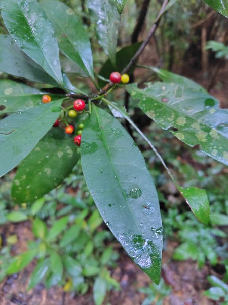 鳳鳴古道 鳳鳴山 南隘勇（南長城）古道 三湖山 八達嶺（龍骨）古道 綠色古道 延平古道2975119