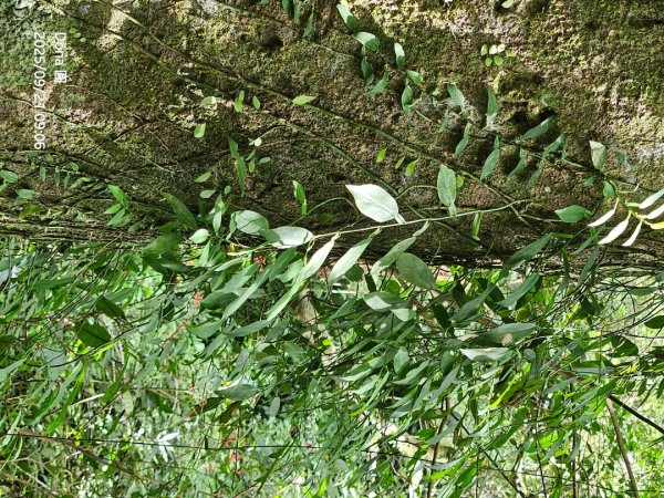 20250921平溪石筍尖連走赫山(三坑山)O型走2894476