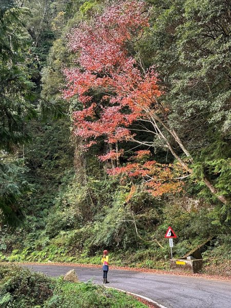 大雪山 稍來山 烏石坑林道2686444