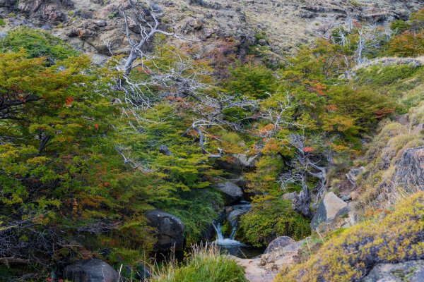 阿根廷馬駝鹿山環線第一天568828