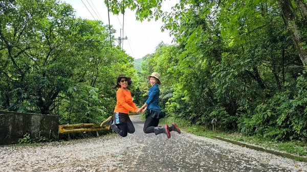 今年最美賞桐花秘境，瑪西賞桐步道，基隆七堵富民親水公園對岸。瑪陵坑溪秘境，台版亞馬遜雨林，苓蘭生態公2782132