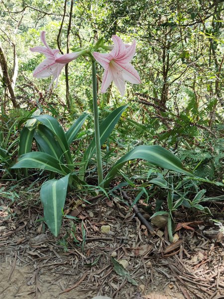 微笑山線：【天上山系】烘爐地土地公段2895748