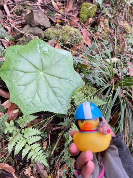 山車廣山.福巴越嶺O-神木群-水晶蘭-根結蘭2756243