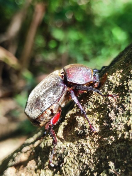 福源山步道-鶯歌大榕樹平台2847752