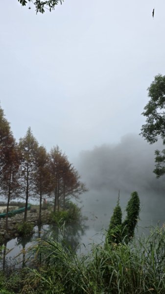 中部最美的落羽松，最美的自行車道，向山遊客中心的落羽松，最迷人的時候，美的不可思議，彷彿置身在潑墨畫2685340