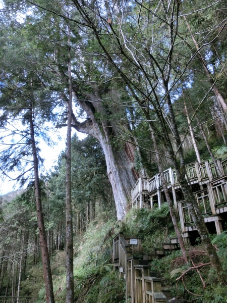 棲蘭山莊．神木園．明池93474