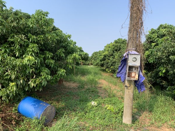 20251115高雄大坪頂2938119