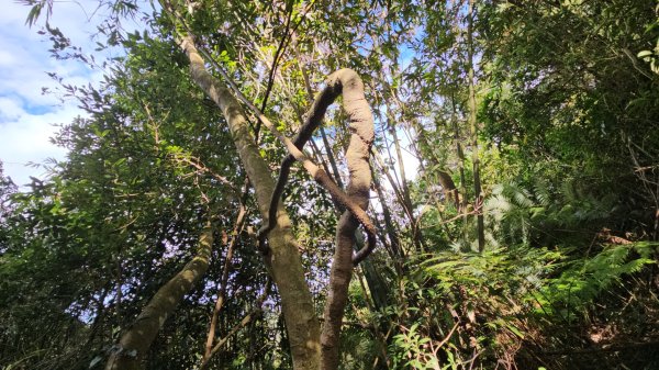 20251229石龜坑山上白石山下白石埤O走+阿姆坪2976668