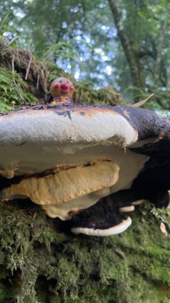 北ㄧ段-審馬陣-南湖北山-南湖北峰-南湖大山-南湖東峰2859113