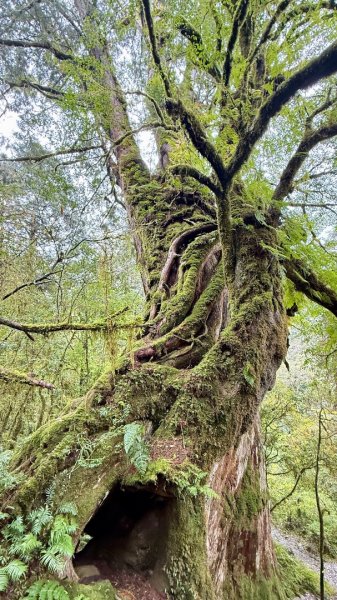 穿羅紗的「加羅湖」2943922