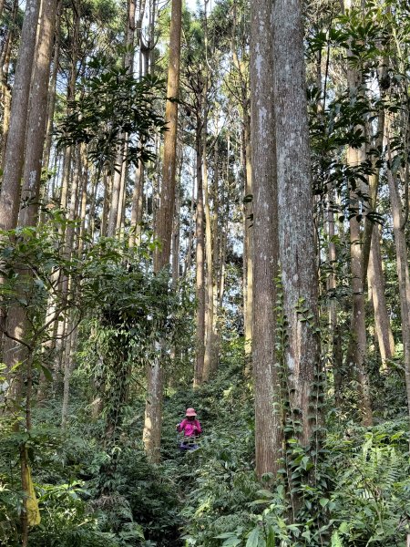 溪頭四秀+羊彎四秀202601182991357