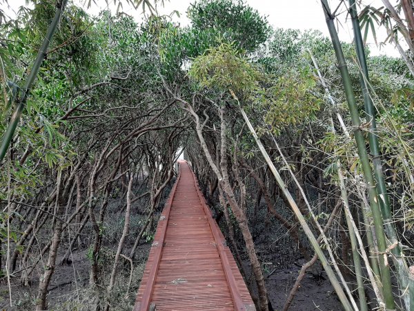 紅樹林生態步道 - 全臺最大的水筆仔森林776035