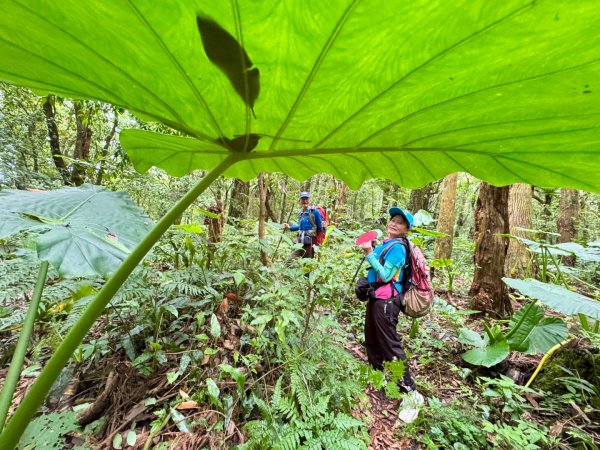 八五山古道賞九穹奇樹 尋鳥嘴下山（煤源山）2803341
